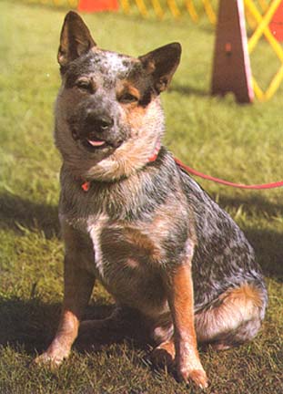 blue heeler color